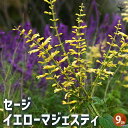 ITANSE セージ イエローマジェスティ ハーブの苗 9cmポット 食用ハーブ 消化 抗菌 ヤクヨウサルビア 薬用サルビア ガーデニング 送料無料 即納