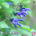 【P2倍★マラソン期間中】セージ カカリア 【ハーブの苗 9cmポット】食用ハーブ 消化 抗菌 ヤクヨウサルビア 薬用サルビア ガーデニング