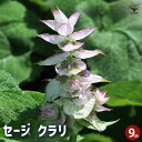 【P2倍★マラソン期間中】セージ クラリ 【ハーブの苗 9cmポット】食用ハーブ 消化 抗菌 ヤクヨウサルビア 薬用サルビア ガーデニング
