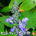 【P2倍★マラソン期間中】セージ グレープセンテッド 【ハーブの苗 9cmポット】食用ハーブ 消化 抗菌 ヤクヨウサルビア 薬用サルビア ガーデニング