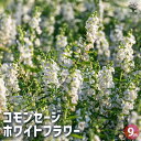 【P2倍★マラソン期間中】コモンセージ ホワイトフラワー 【ハーブの苗 9cmポット】食用ハーブ 消化 抗菌 ヤクヨウサルビア 薬用サルビア ガーデニング