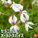 【P2倍★マラソン期間中】ゼラニウム オールドスパイス 【ハーブの苗 9cmポット】花の苗 ゼラニウム苗 ゼラニウムの苗 花苗 花