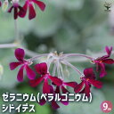 【P2倍★マラソン期間中】ゼラニウム シドイデス 【ハーブの苗 9cmポット】花の苗 ゼラニウム苗 ゼラニウムの苗 花苗 花