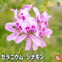 【P2倍★マラソン期間中】ゼラニウム シナモン 【ハーブの苗 9cmポット】花の苗 ゼラニウム苗 ゼラニウムの苗 花苗 花