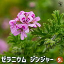 【P2倍★マラソン期間中】ゼラニウム ジンジャー 【ハーブの苗 9cmポット】花の苗 ゼラニウム苗 ゼラニウムの苗 花苗 花