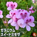 【P2倍★マラソン期間中】ゼラニウム スイートミモザ 【ハーブの苗 9cmポット】花の苗 ゼラニウム苗 ゼラニウムの苗 花苗 花