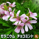 【P2倍★マラソン期間中】ゼラニウム チョコミント 【ハーブの苗 9cmポット】花の苗 ゼラニウム苗 ゼラニウムの苗 花苗 花