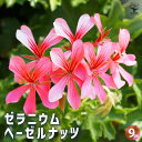 【P2倍★マラソン期間中】ゼラニウム ヘーゼルナッツ 【ハーブの苗 9cmポット】花の苗 ゼラニウム苗 ゼラニウムの苗 花苗 花