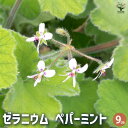 【P2倍★マラソン期間中】ゼラニウム ペパーミント 【ハーブの苗 9cmポット】花の苗 ゼラニウム苗 ゼラニウムの苗 花苗 花