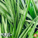 【P2倍★マラソン期間中】ベチバー 【ハーブの苗 9cmポット】半耐寒性 常緑多年草 常緑 多年草 香水 アロマ マッサージオイル