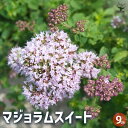 【P2倍★マラソン期間中】マジョラムスイート 【ハーブの苗 9cmポット】シソ科 ハナハッカ属 半耐寒性 常緑多年草 常緑 多年草 香水 アロマ マッサージオイ...