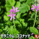 【P2倍★マラソン期間中】ゼラニウム ココナッツ 【ハーブの苗 3号】花の苗 ゼラニウム苗 ゼラニウムの苗 花苗 花