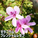 【送料無料】ゼラニウム フレンシャムレモン ハーブの苗 3号 花の苗 ゼラニウム苗 ゼラニウムの苗 花苗 花 送料無料 即納