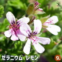 【P2倍★マラソン期間中】ゼラニウム レモン 【ハーブの苗 3号】花の苗 ゼラニウム苗 ゼラニウムの苗 花苗 花