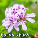 【送料無料】ゼラニウム ストロベリー ハーブの苗 3号 花の苗 ゼラニウム苗 ゼラニウムの苗 花苗 花 送料無料 即納