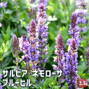 【P2倍★マラソン期間中】サルビア ネモローサ ブルーヒル 【ハーブの苗 3.5号】花の苗 サルビア 初心者 鉢植え 地植え ガーデニング