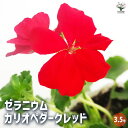 【P2倍★マラソン期間中】ゼラニウム カリオペダークレッド 【ハーブの苗 3.5号】花の苗 ゼラニウム苗 ゼラニウムの苗 花苗 花