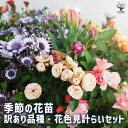 【送料無料】季節の訳あり花苗 【花苗 色MIX見計らい】訳あり 花苗 季節