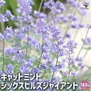 【P2倍★マラソン期間中】キャットミント シックスヒルズジャイアント【ハーブの苗 10.5cmポット】ネペタ イヌハッカ 耐寒性 ハーブ ハーブの苗 花苗 花の...