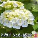 【P2倍★マラソン期間中】アジサイ シュガーホワイト 【花木苗 3.5号】あじさい苗 あじさい アジサイ苗 アジサイの苗 紫陽花