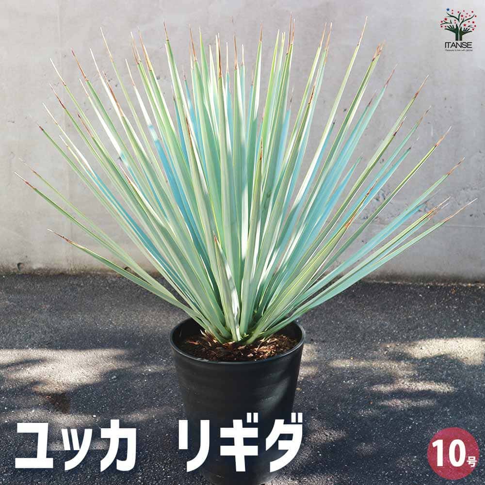 楽天市場】ユッカ リギダ(花・ガーデン・DIY)の通販 楽天市場】ユッカ リギダ(花・ガーデン・DIY)の通販