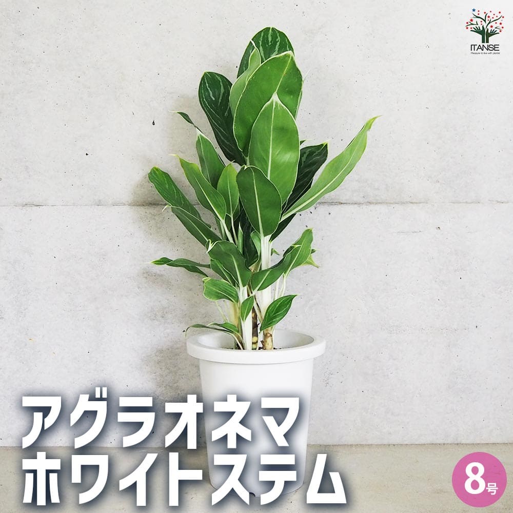 【送料無料】アグラオネマ ホワイトステム 観葉植物 8号鉢 1個売り 観葉植物 アグラオネマ Aglaonema オフィス リビング 玄関 庭 屋内 インテリア 送料無料 即納