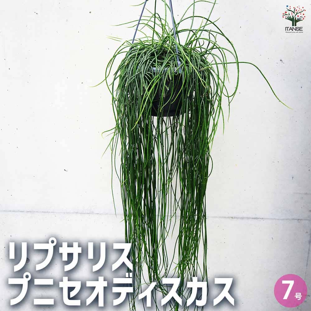 楽天市場】サボテン リプサリス(観葉植物|花・観葉植物):花 楽天市場】サボテン リプサリス(観葉植物|花・観葉植物):花
