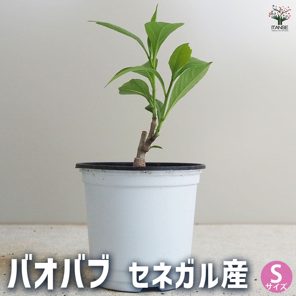 【送料無料】バオバブ セネガル産 Sサイズ 観葉植物 Sサイズポット 観葉植物 バオバブ 逆さの木 さかさまの木 アオイ科 バオバブ属 インテリアグリーン 送料無料 即納