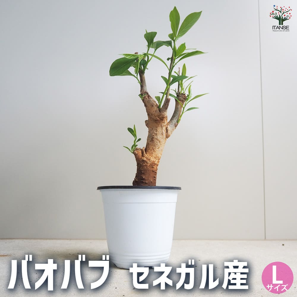 【送料無料】バオバブ セネガル産 Lサイズ 観葉植物 Lサイズポット 1個売り 観葉植物 バオバブ 逆さの木 さかさまの木 アオイ科 バオバブ属 インテリアグリーン 送料無料 即納