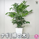 【送料無料】ナギ ( 梛の木 ) 観葉植物 7号鉢 1個売り 観葉植物 ナギ 梛の木 ナギノキ 梛 ベンケイナカセ コゾウナカセ マキ科 ナギ属 送料無料 即納