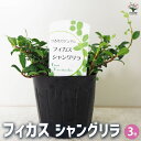 【P2倍★マラソン期間中】フィカス シャングリラ 【観葉植物 3号ポット】リビング オフィス 事務所 インテリア お祝い 新築祝い 引越し祝い 結婚祝い 新生活