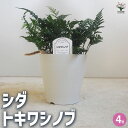 【SS期間全品10%OFF】シダ トキワシノブ 観葉植物 4号鉢 シダ トキワシノブ 常磐忍 苔玉 盆栽 ミニ盆栽 ミニ観葉 縁起物 インテリア 感謝 送料無料 即納