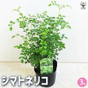 【P2倍★マラソン期間中】シマトネリコ 【観葉植物 3号】タイワンシオジ Fraxinus griffithii シンボルツリー モクセイ科 トネリコ属