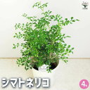 【送料無料】シマトネリコ 観葉植物 4号 タイワンシオジ Fraxinus griffithii シンボルツリー モクセイ科 トネリコ属 送料無料 即納