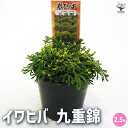 【P2倍★マラソン期間中】観葉植物 イワヒバ 九重錦 【観葉植物 2.5号/1個売り】