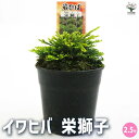 【P2倍★マラソン期間中】観葉植物 イワヒバ 栄獅子 【観葉植物 2.5号/1個売り】