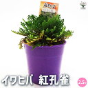 【P2倍★マラソン期間中】観葉植物 イワヒバ 紅孔雀 【観葉植物 2.5号/1個売り】