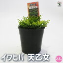 【P2倍★マラソン期間中】観葉植物 イワヒバ 天乙女 【観葉植物 2.5号/1個売り】
