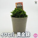 【P2倍★マラソン期間中】観葉植物 イワヒバ 黄金錦 【観葉植物 2.5号/1個売り】