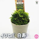 【P2倍★マラソン期間中】観葉植物 イワヒバ 白寿 【観葉植物 2.5号/1個売り】