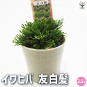 【P2倍★マラソン期間中】観葉植物 イワヒバ 友白髪 【観葉植物 2.5号/1個売り】