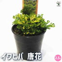 【P2倍★マラソン期間中】観葉植物 イワヒバ 唐花 【観葉植物 2.5号/1個売り】