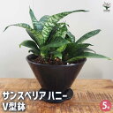 【送料無料】サンスベリア ハニー V型鉢 観葉植物 5号 送料無料 即納