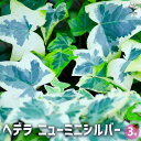 【送料無料】ヘデラ ニューミニシルバー 観葉植物 3号 送料無料 即納