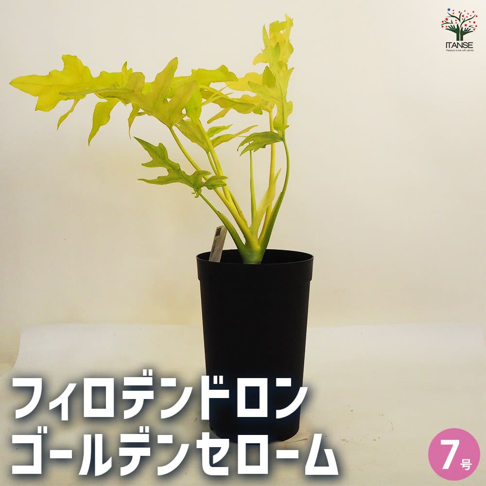 【送料無料】フィロデンドロン ゴールデンセローム 観葉植物 7号鉢 1個売り フィロデン フィロデンドロン ゴエルディ リビング オフィス 事務所 インテリア 小型 送料無料 即納のサムネイル