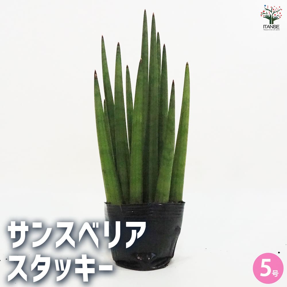 楽天市場】サンスベリア スタッキー(花・観葉植物|花 楽天市場】サンスベリア スタッキー(花・観葉植物|花