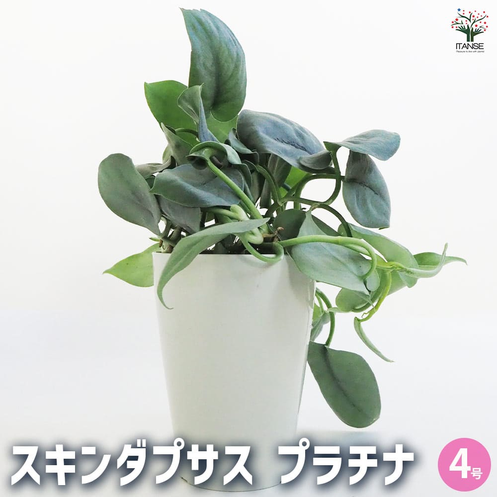 楽天市場】スキンダプサス(サイズ(植木鉢)4 ~ 6号)の通販 楽天市場】スキンダプサス(サイズ(植木鉢)4 ~ 6号)の通販