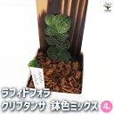 ラフィドフォラ クリプタンサ 鉢色mix4号