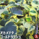 【ポイント2倍★マラソン期間】観葉植物 オカメヅタ ゴールドラッシュ 観葉植物 3号 リビング オフィス 事務所 インテリア 大型 おしゃれ 初心者 育てやすい...