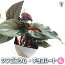 【P2倍★マラソン期間中】観葉植物 シンゴニウム チョコレート 【観葉植物 4号】リビング オフィス 事務所 インテリア 大型 おしゃれ 初心者 育てやすい ガ...